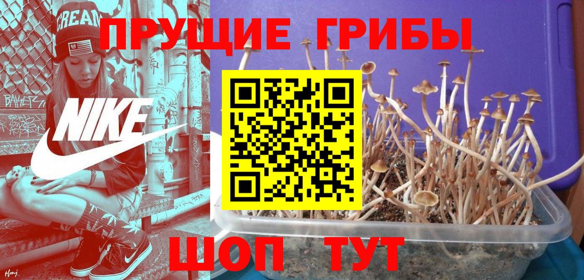 Псилоцибиновые грибы GOLDEN TEACHER Советск